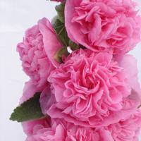Stockros Frö ´Chaters Rose´