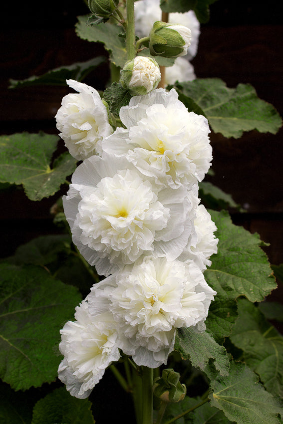 Stockros Frö ´Chaters White´