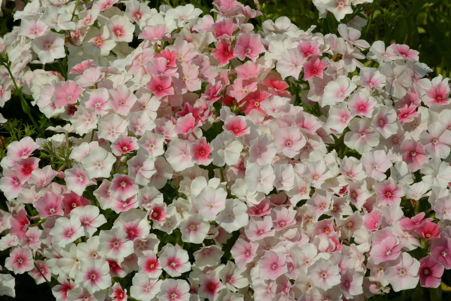 Sommarflox Frö ´Blushing Bride´