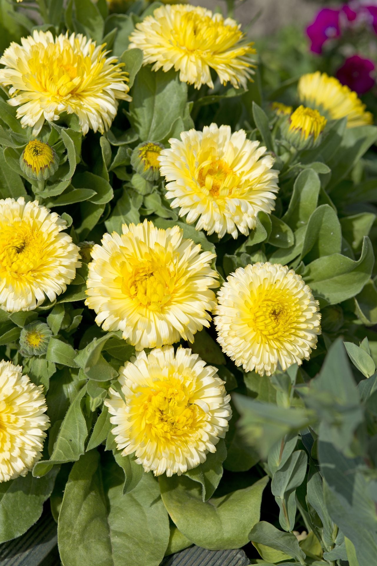 Ringblomma Frö ´Double Lemon´