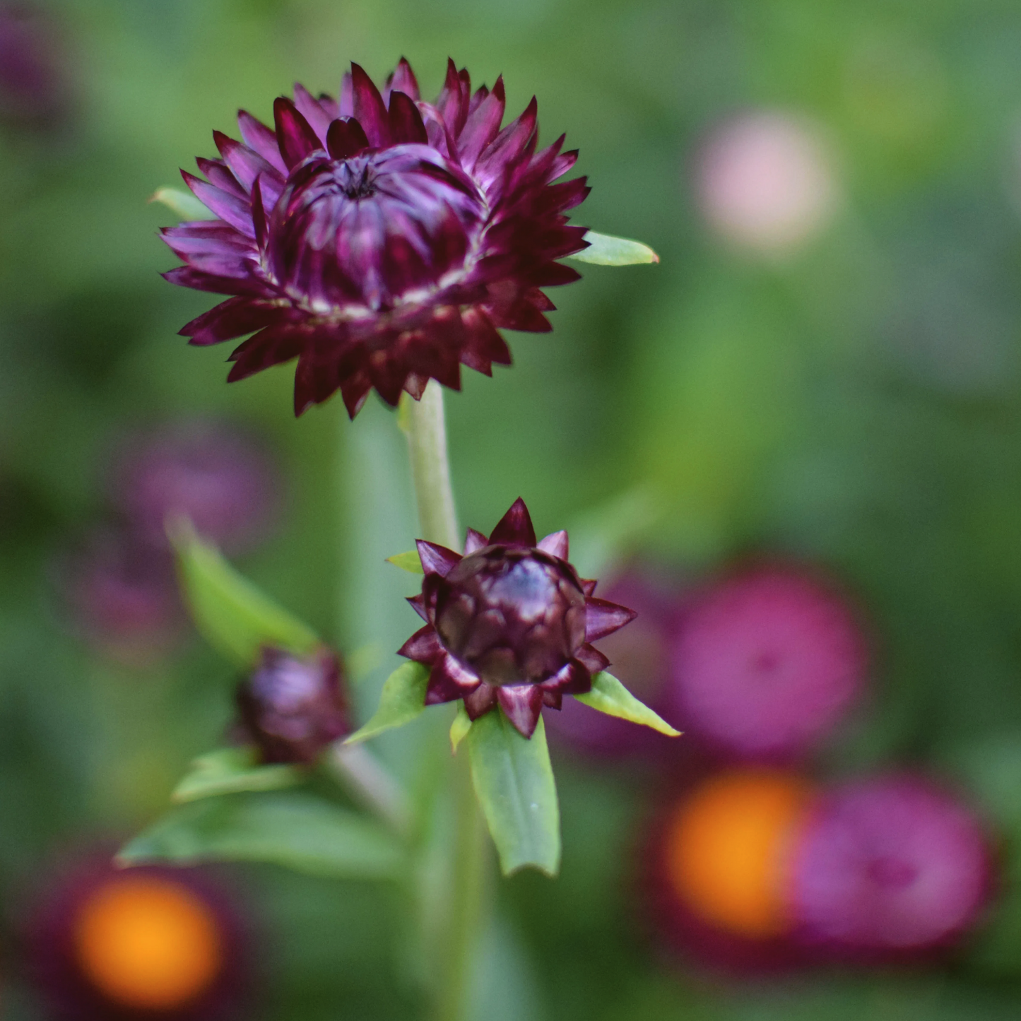 Eternell ´Purple´