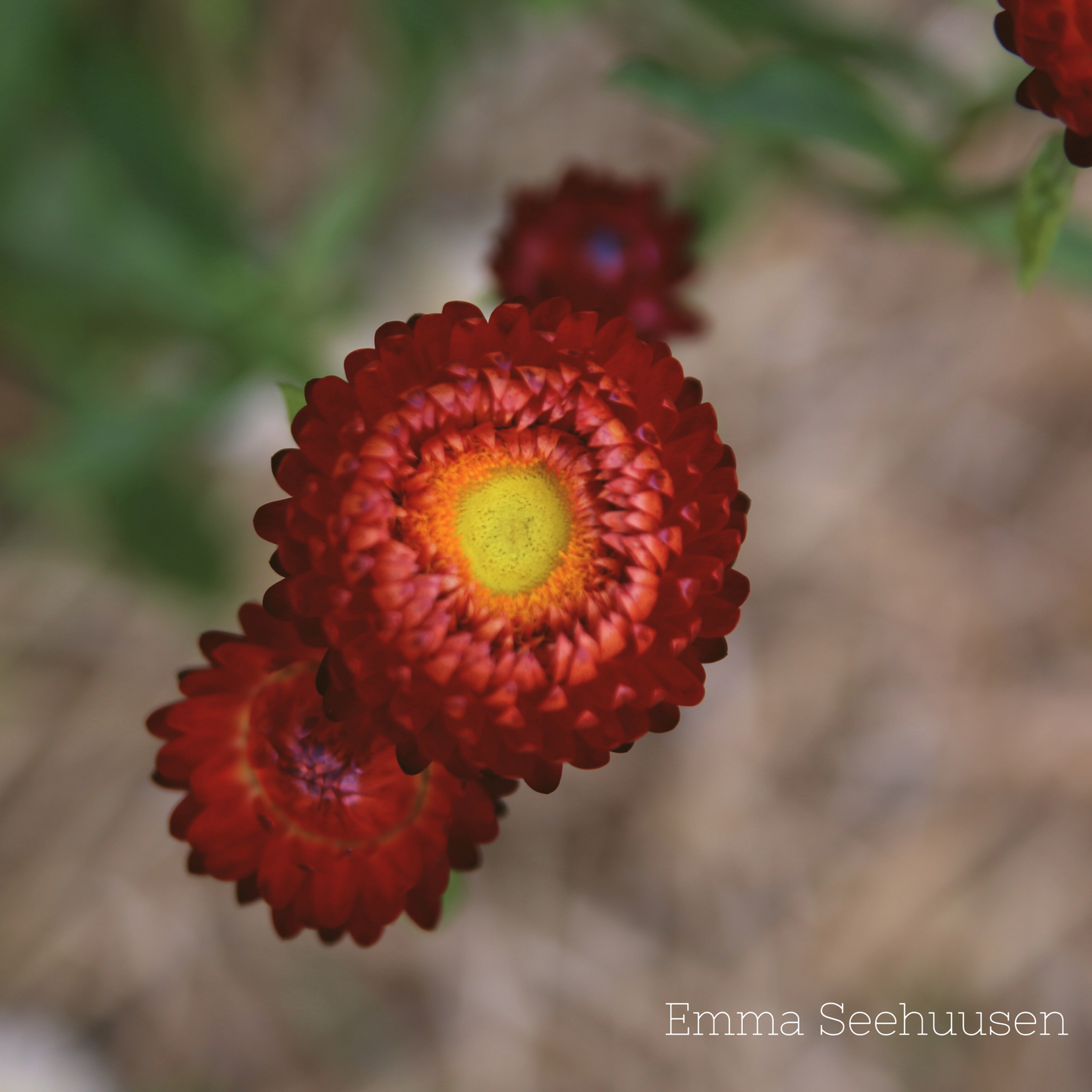 Eternell Frö ´Scarlet´