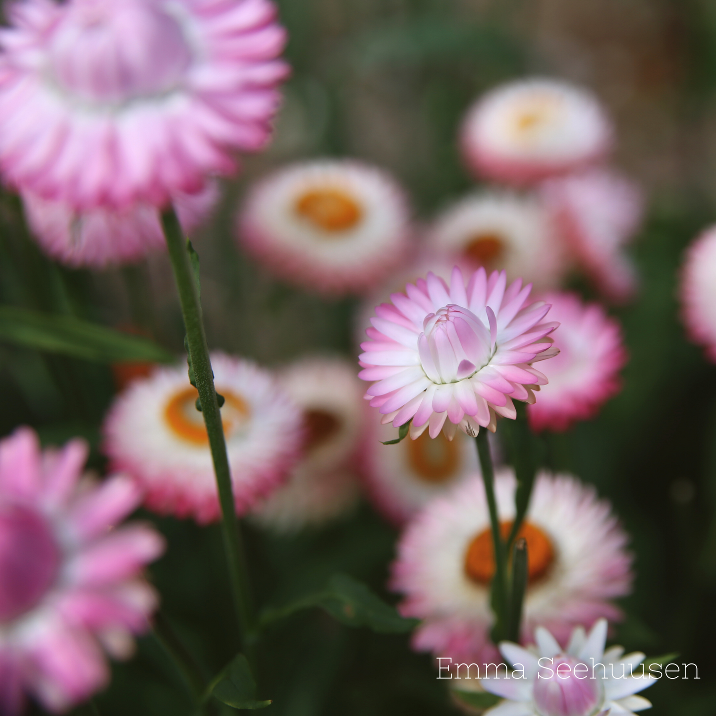 Eternell Frö ´Silvery Rose´
