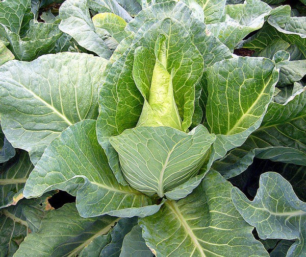 Spetskål Frö ´Filderkraut´ Ekologisk