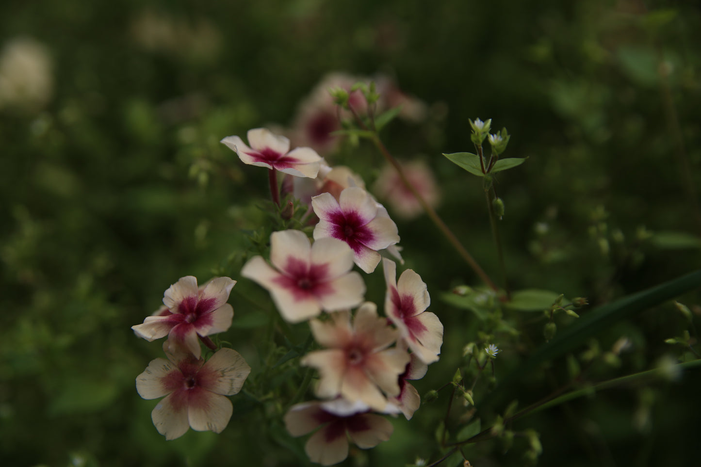Sommarflox Frö ´Cherry Caramel´