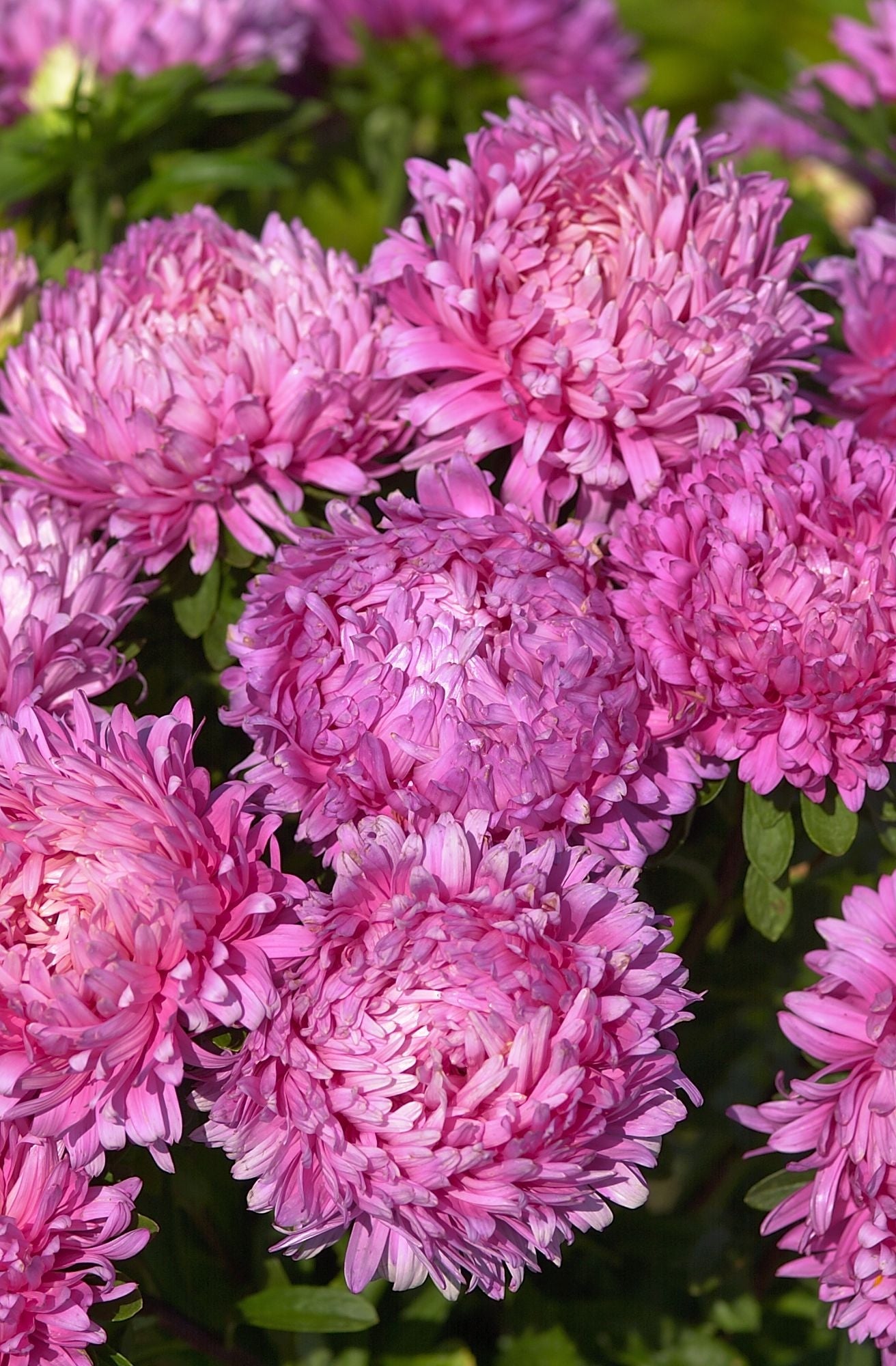 Aster Frö ´King Size Rose´