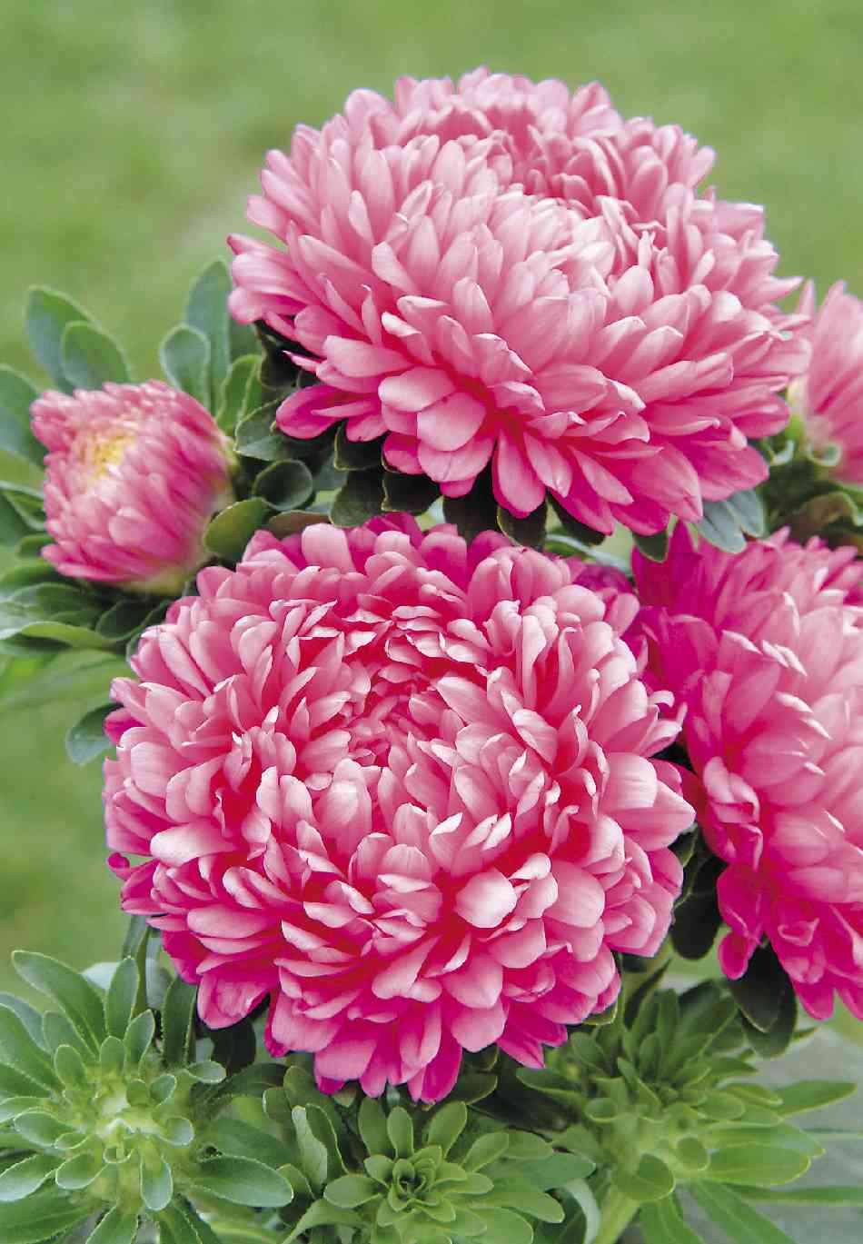 Aster Frö ´Milady Rose´