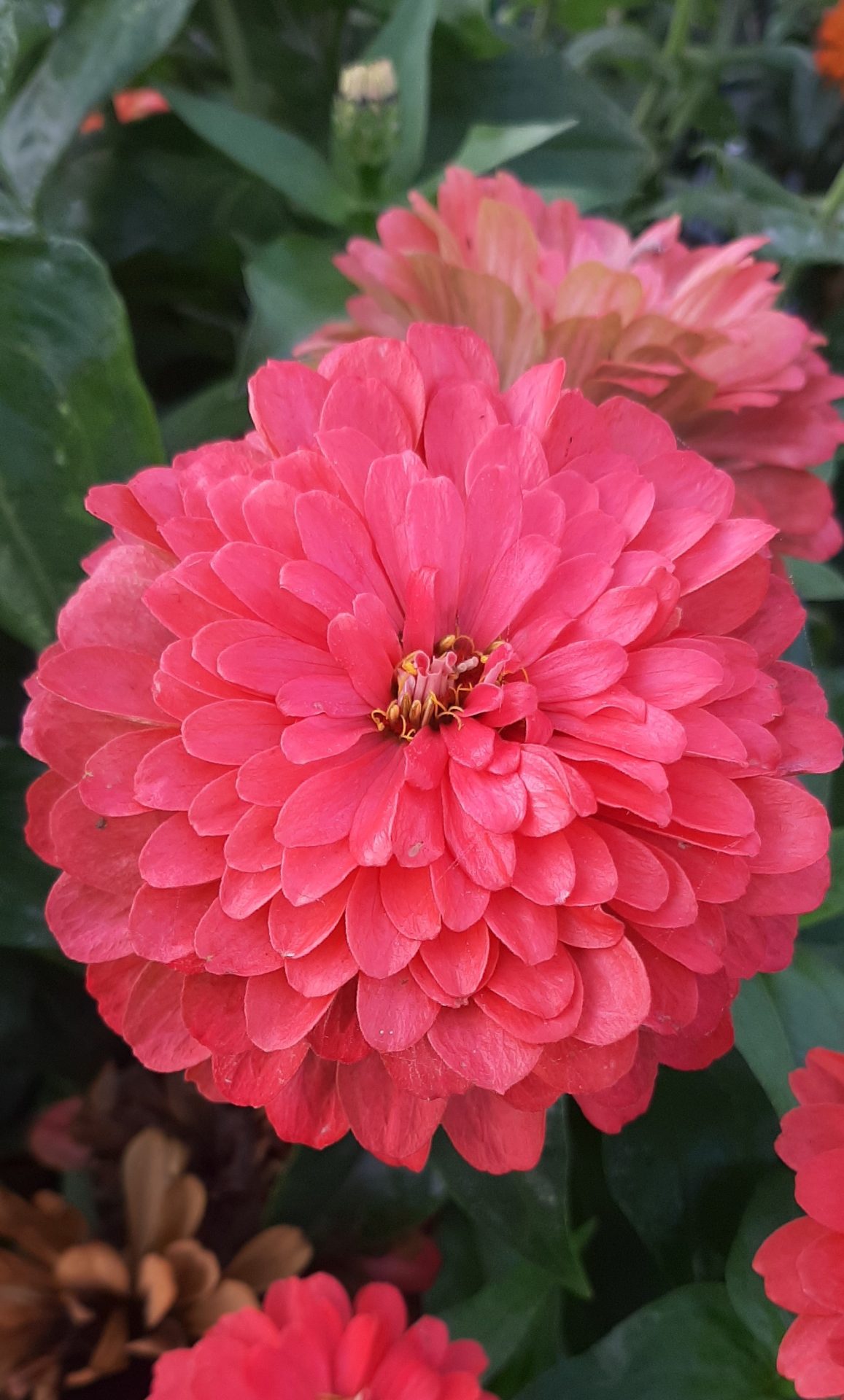 Zinnia Frö ´Benary Giant Coral´