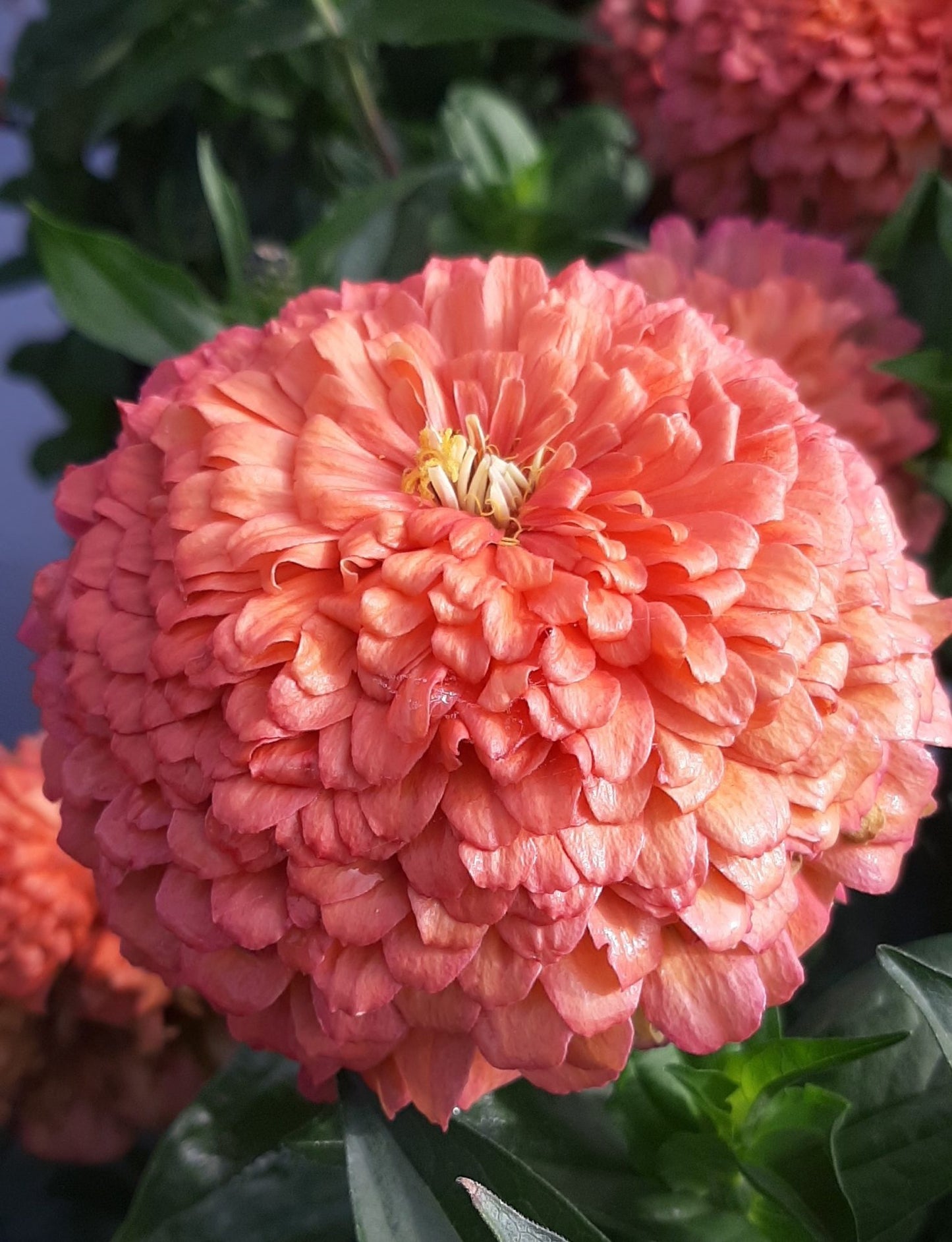 Zinnia Frö ´Benary Giant Salmon Rose´