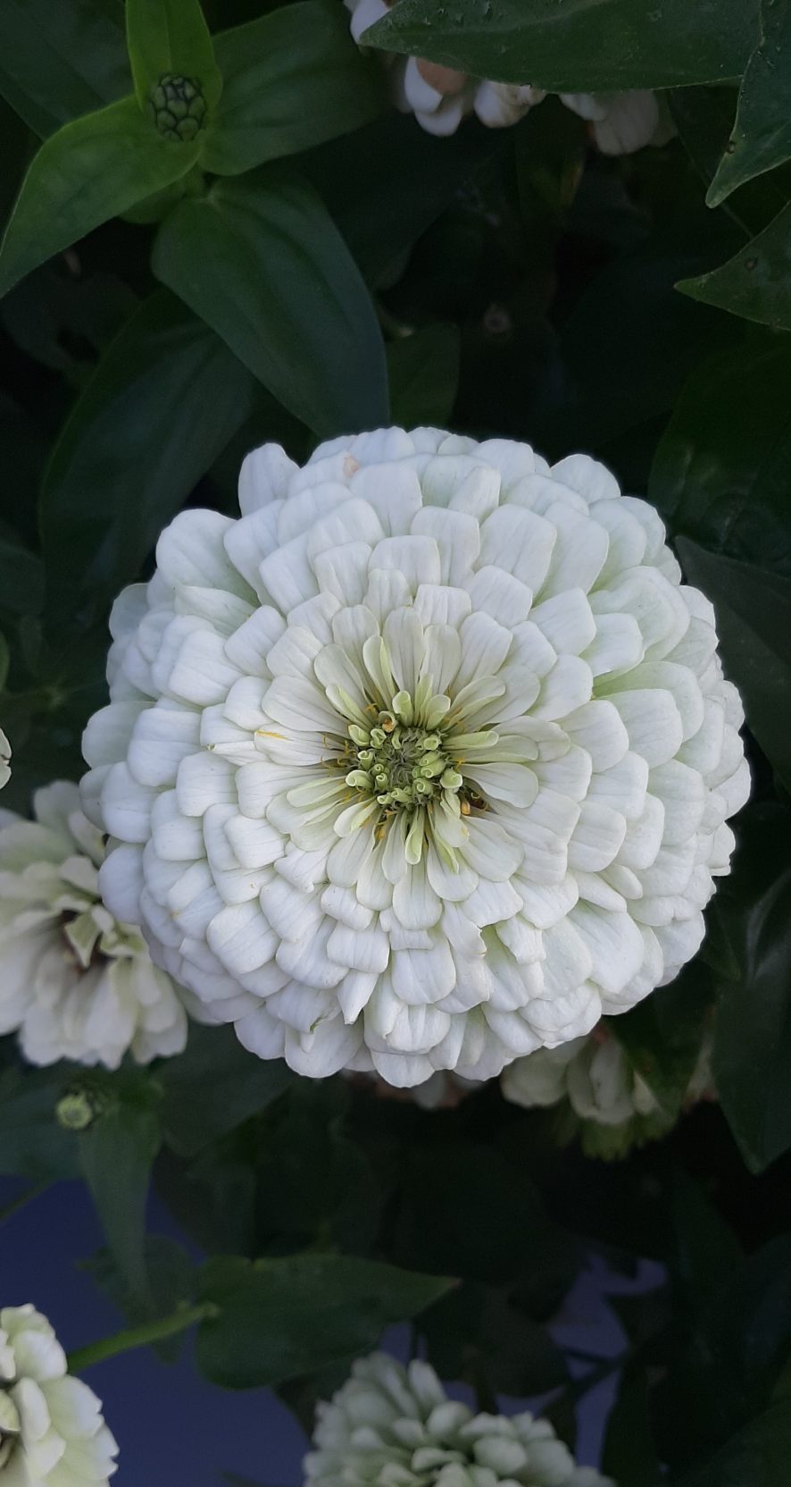 Zinnia Frö ´Benary Giant White´