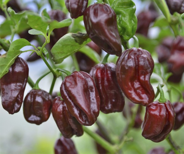 Chilipeppar Frö ´Habanero Chocolate´