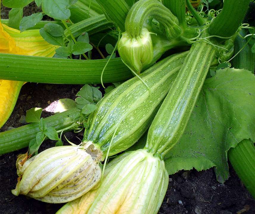 Zucchini Frö ´Latino´F1