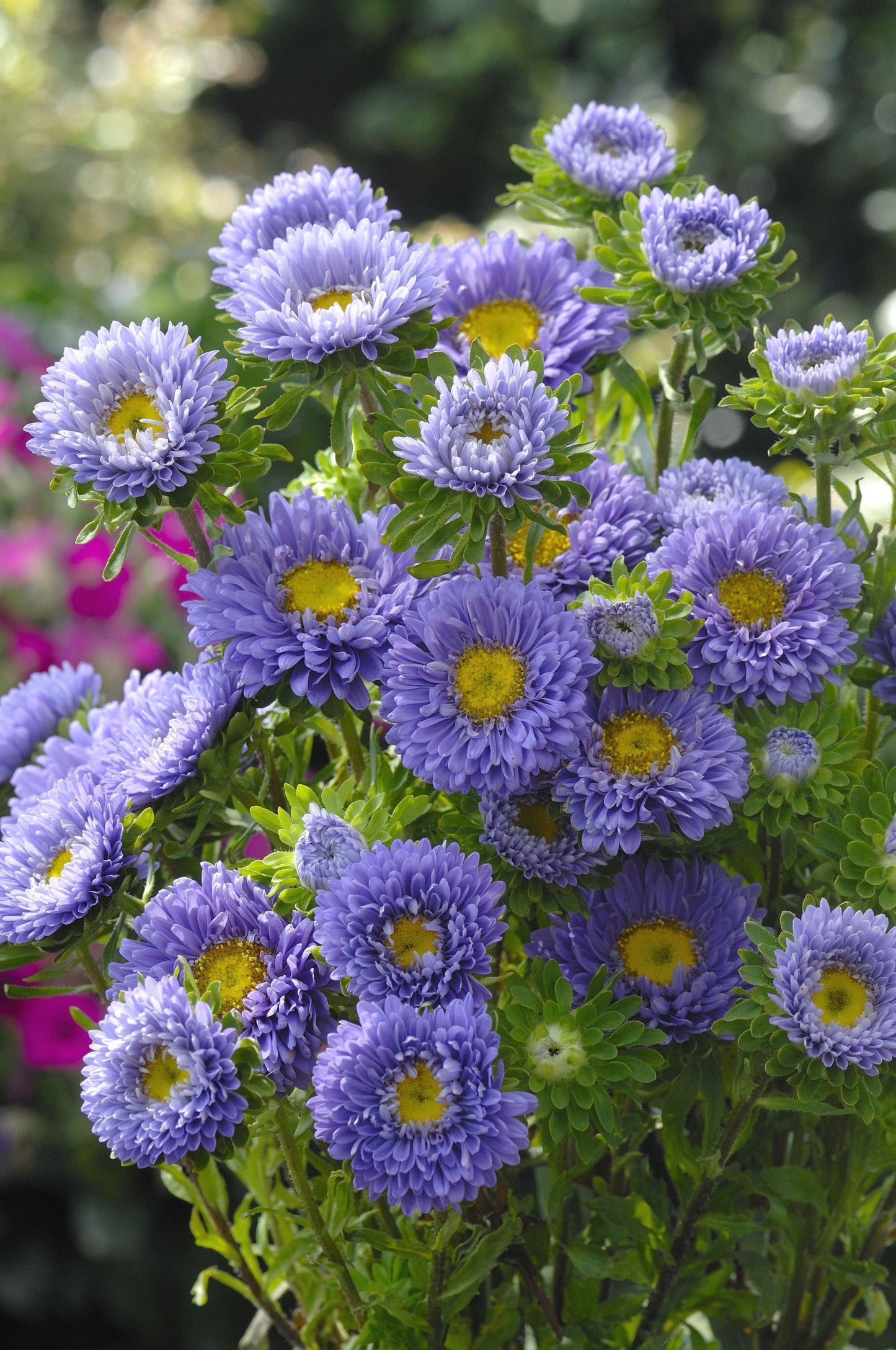 Aster Frö ´Matsumoto Light Blue´