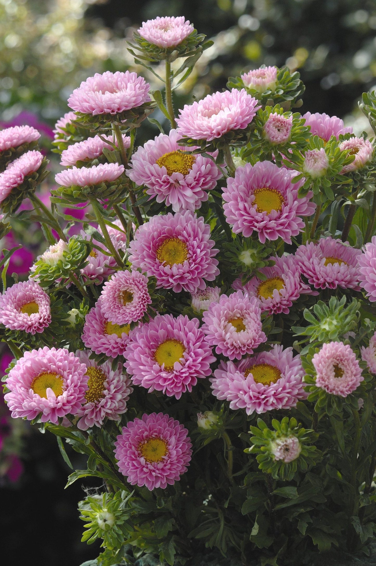 Aster Frö ´Matsumoto Pink´