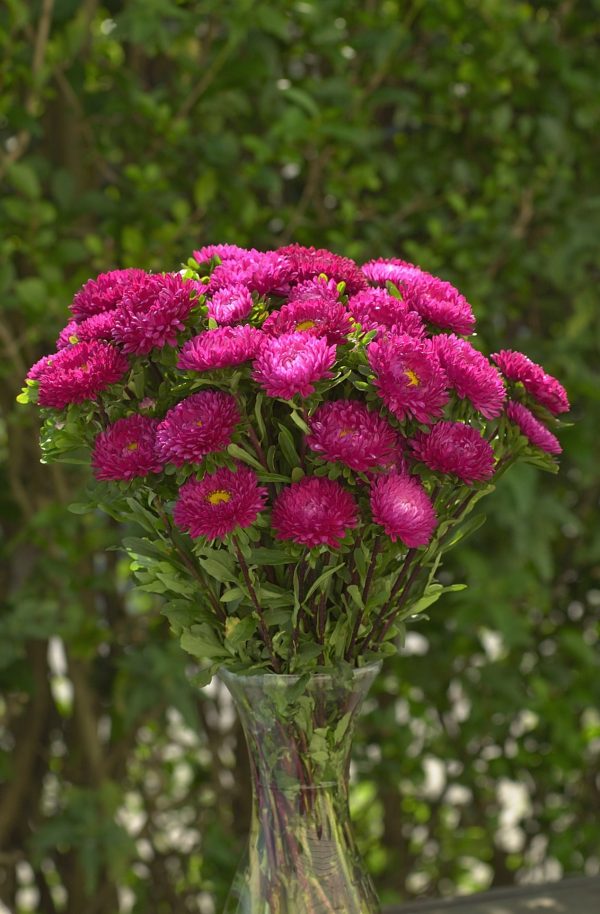 Aster Frö ´Matsumoto Rose´