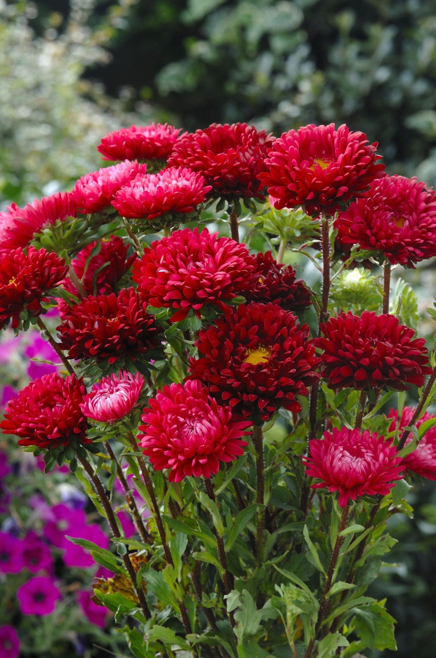 Aster Frö ´Matsumoto Scarlet´