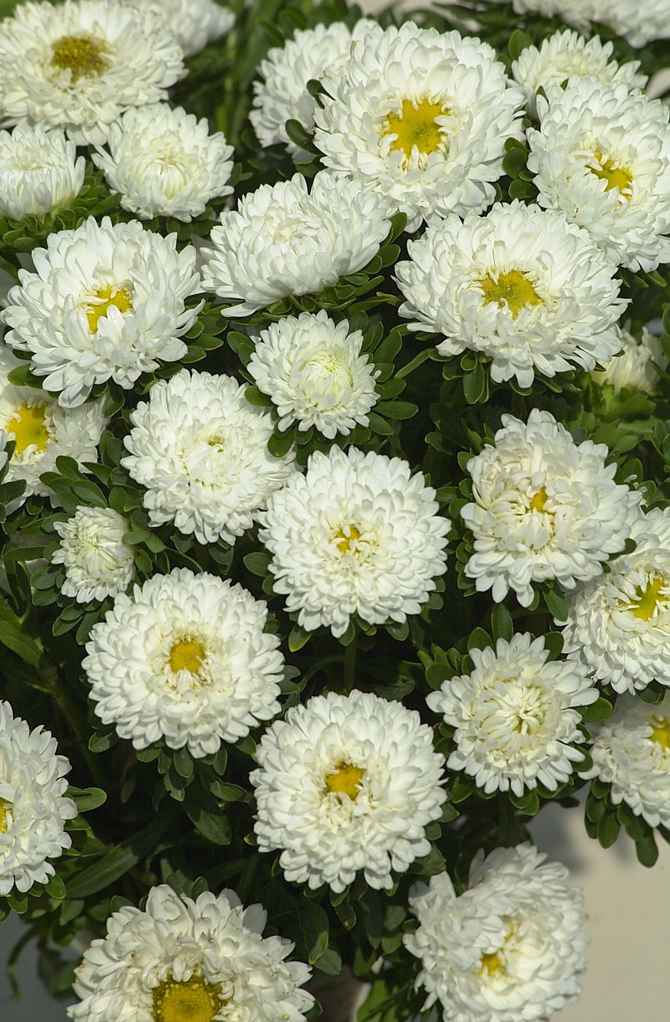 Aster Frö ´Matsumoto White´