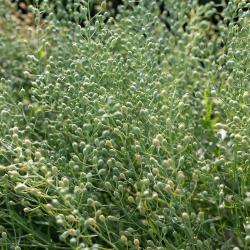 Persian Cress Frö