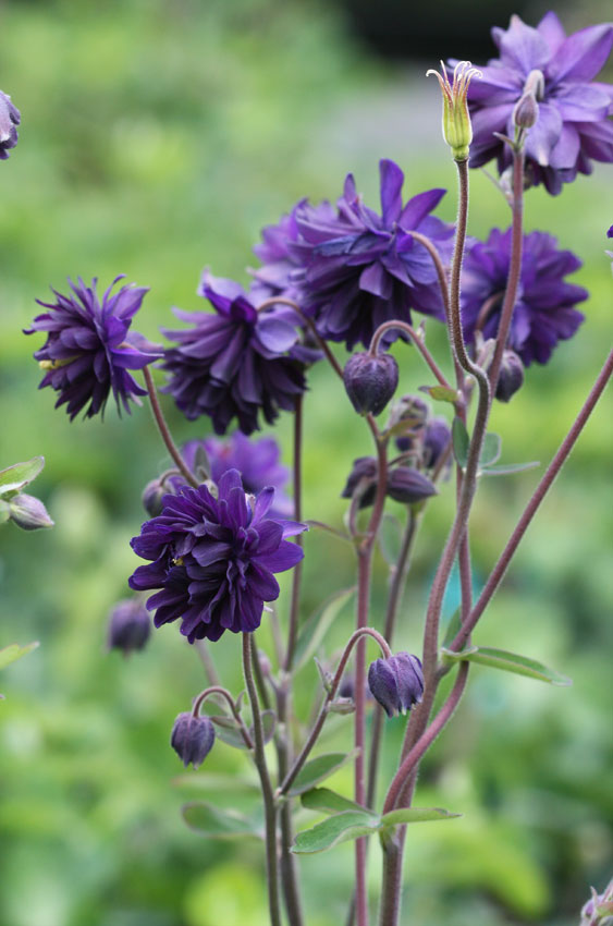 Akleja Frö ´Purple Barlow´