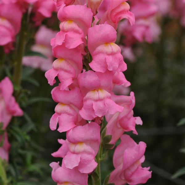 Lejongap Potomac ´Cherry Rose´ F1