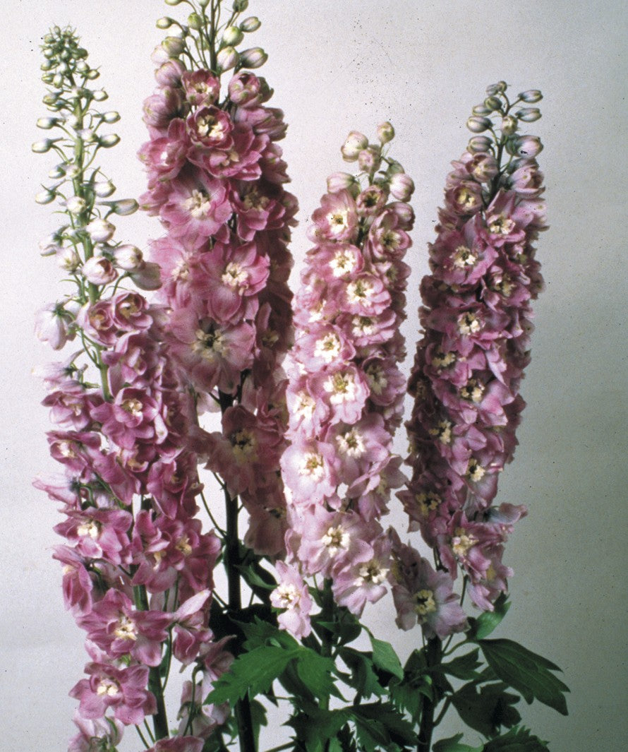 Odla Riddarsporre