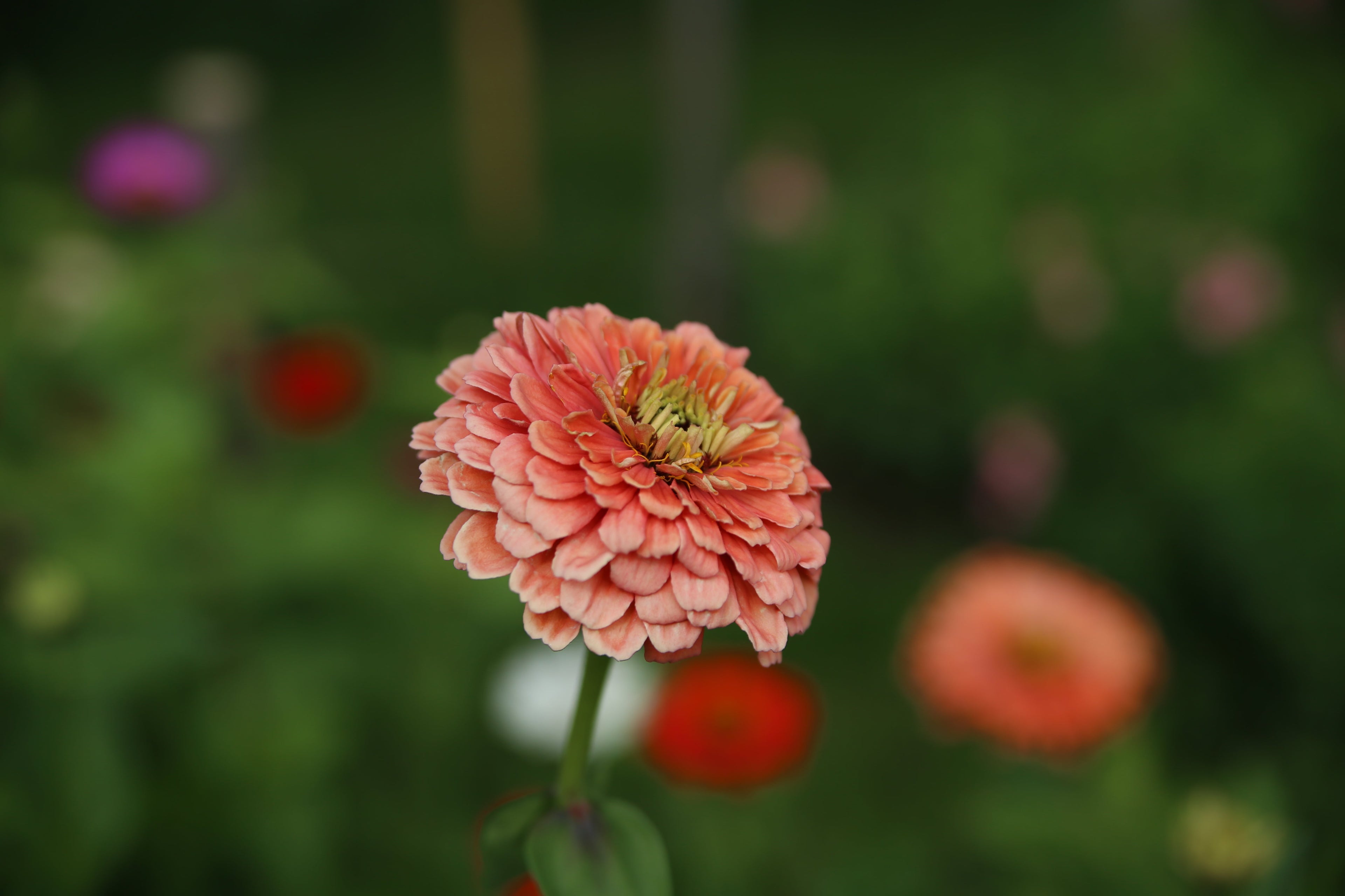 Odla Zinnia