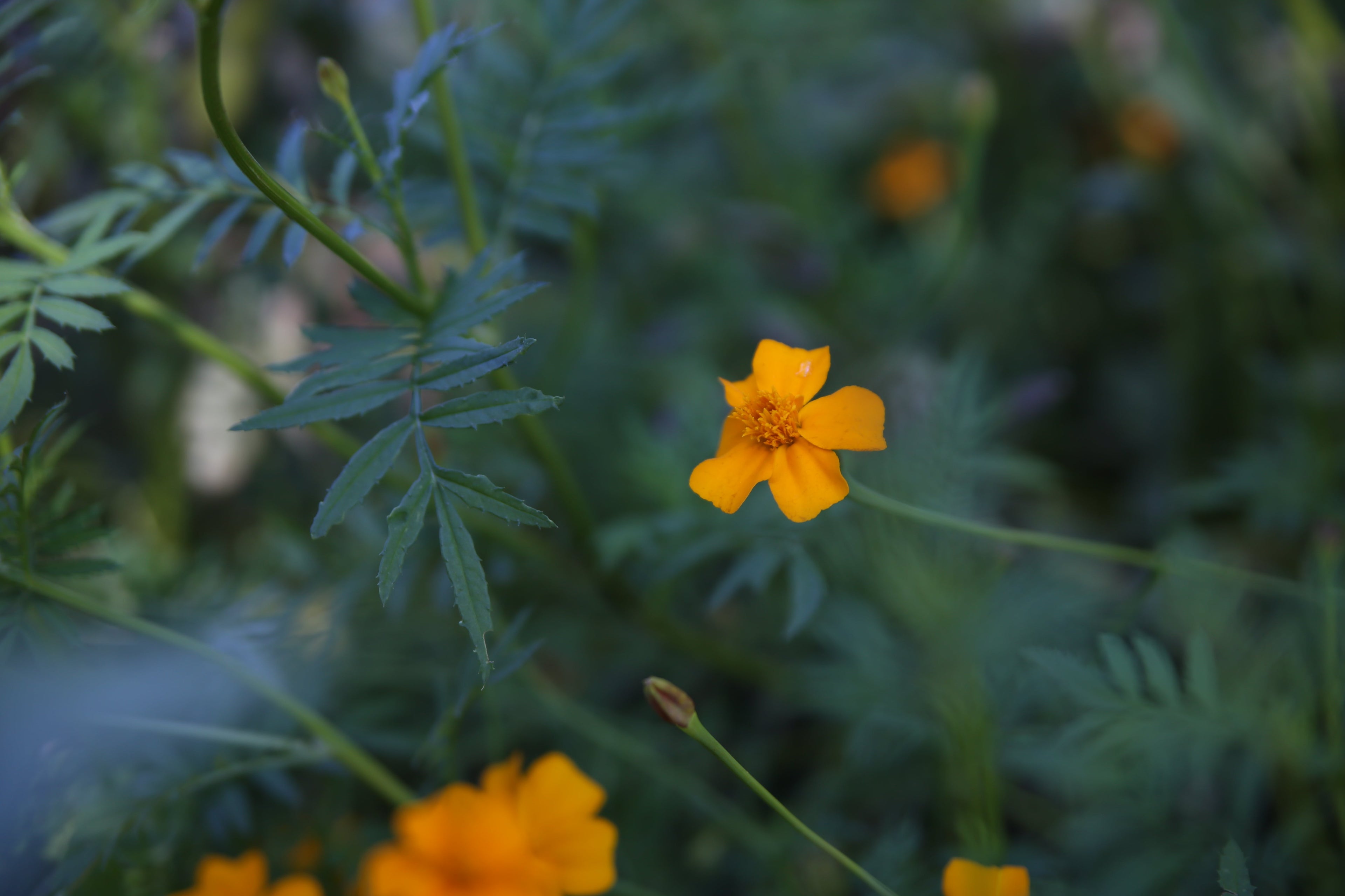 Samplantering för minskad skadedjurspåverkan - Lite tips på hur kan tänka inför odlingssäsongen.