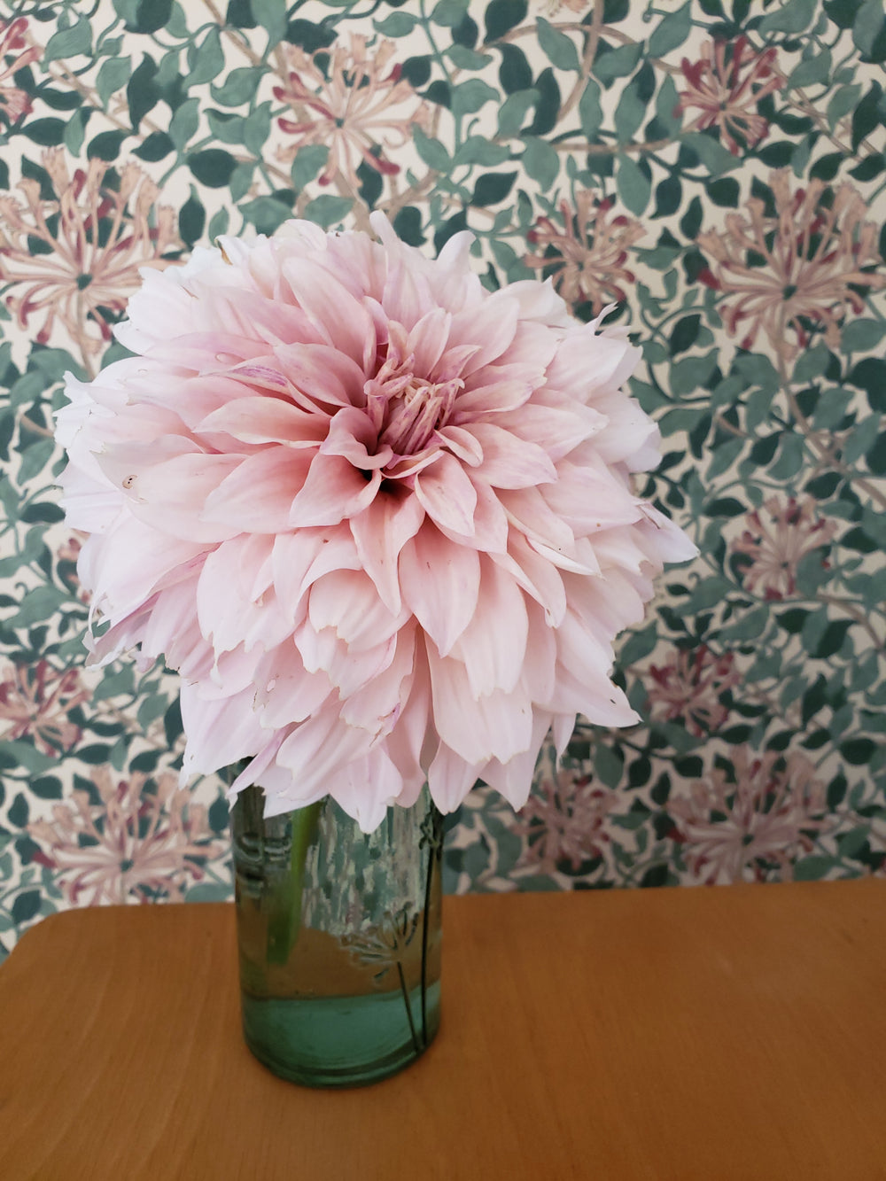 Dahlia Cafe au lait