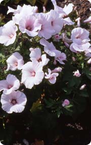 Sommarmalva ´Pink Regis´