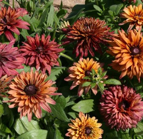 Rudbeckia ´Sahara´