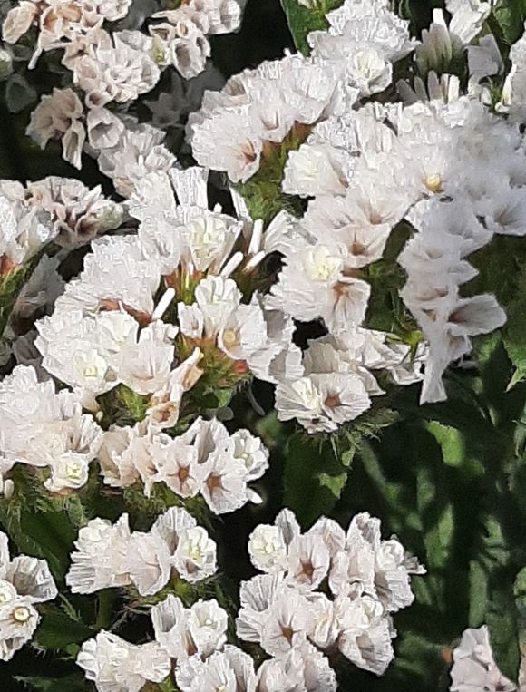 Risp Frö ’Hipster White´