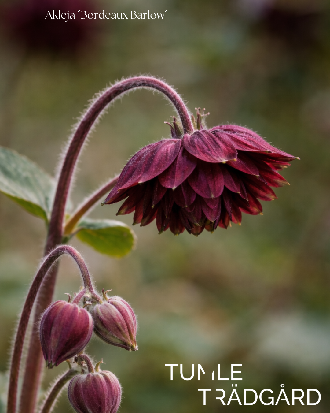 Akleja Frö ´Bordeaux´ Barlow