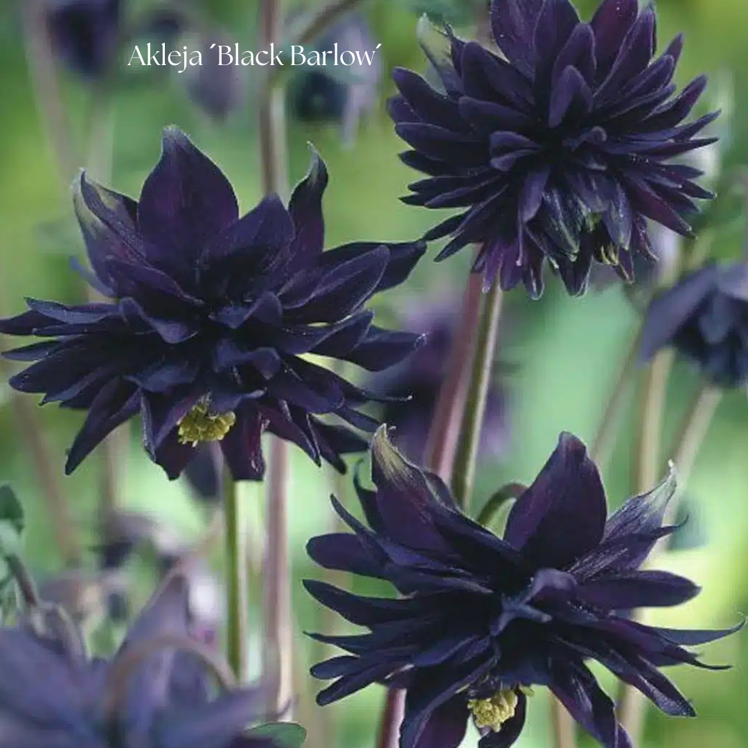 Akleja Frö ´Black Barlow´ NYHET!