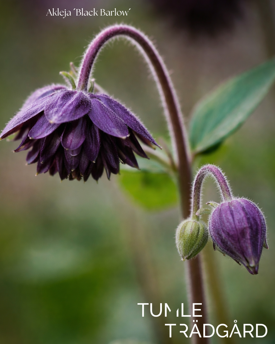 Akleja Frö ´Black Barlow´ NYHET!