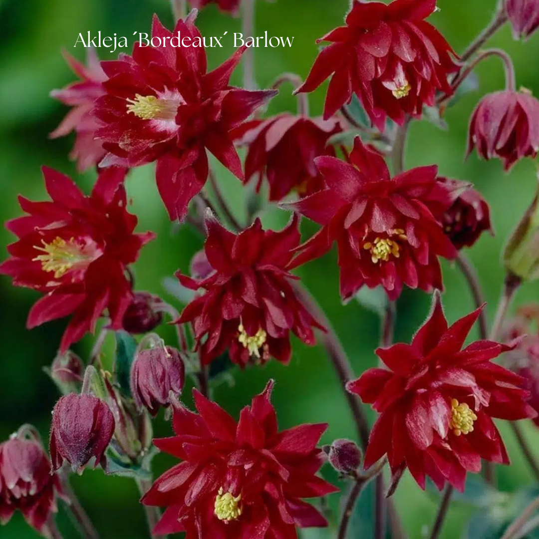 Akleja Frö ´Bordeaux´ Barlow