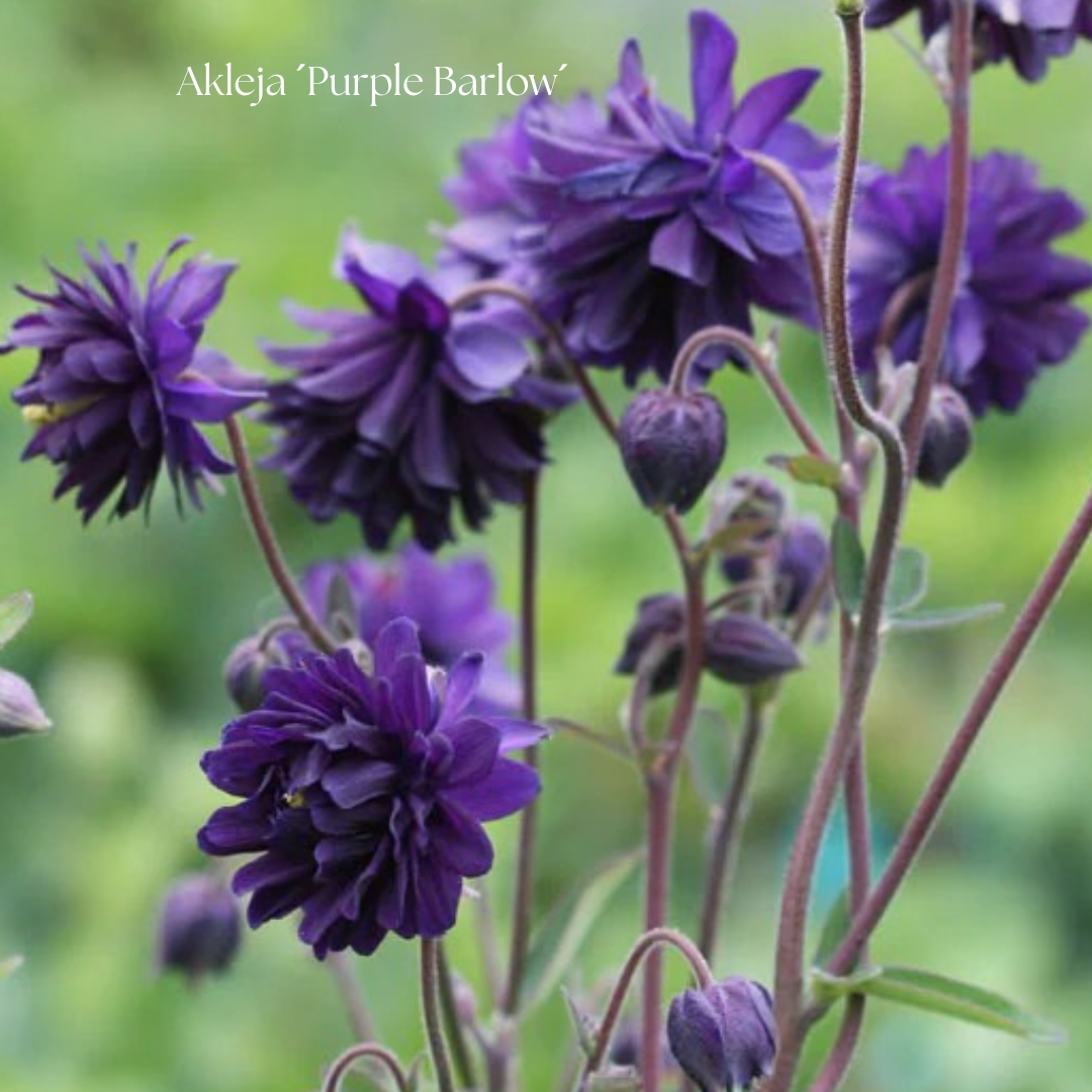 Akleja Frö ´Purple Barlow´