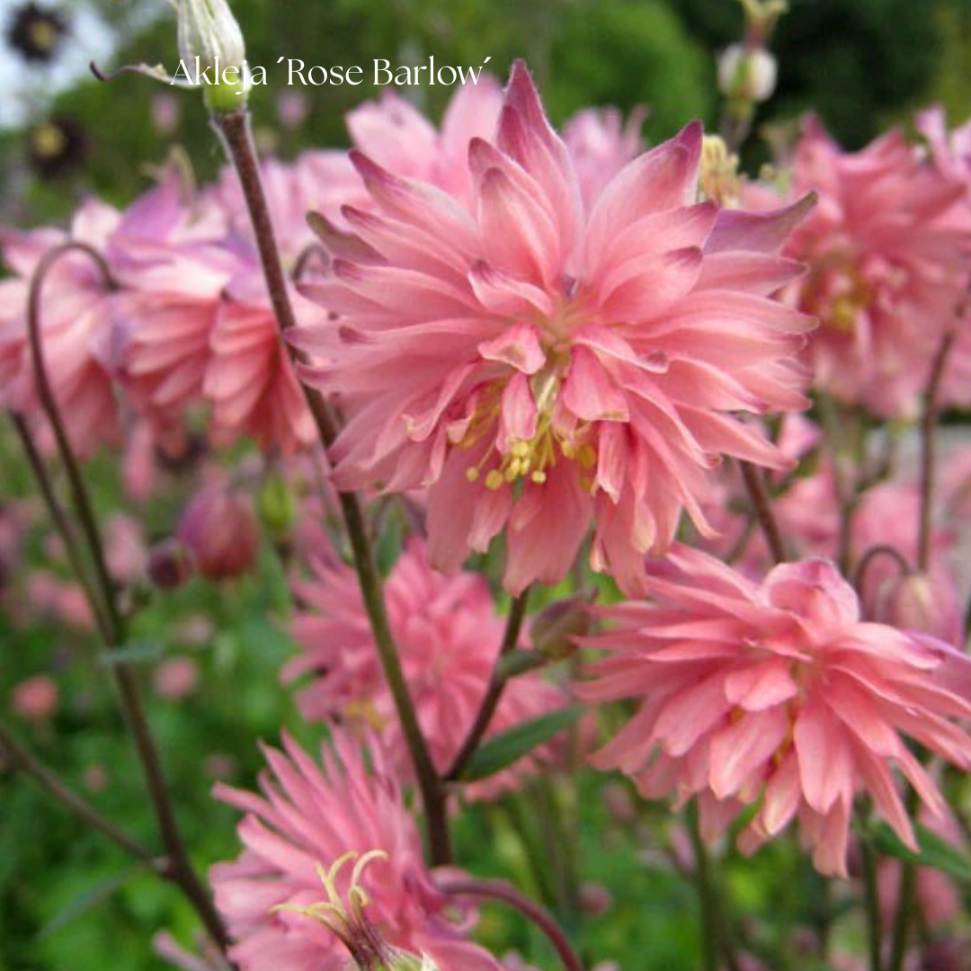 Akleja Frö ´Rose Barlow´