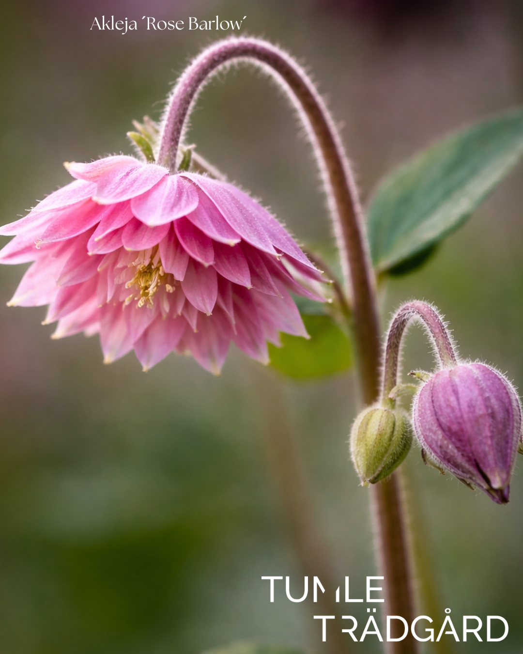 Akleja Frö ´Rose Barlow´