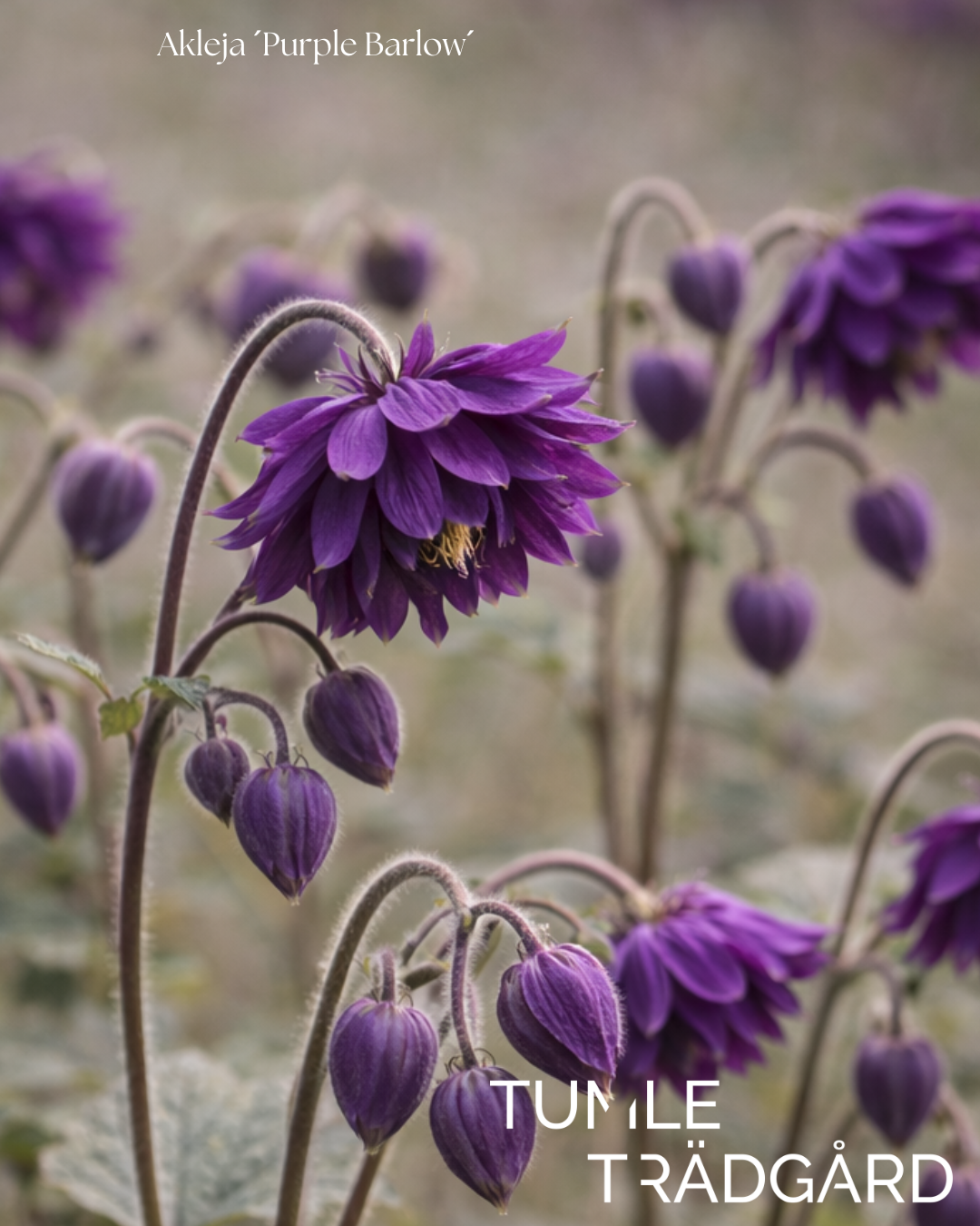 Akleja Frö ´Purple Barlow´