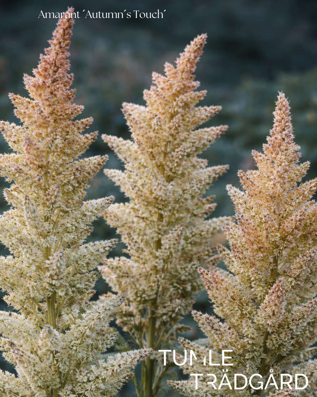 Amarant Frö ´Autumn´s Touch´