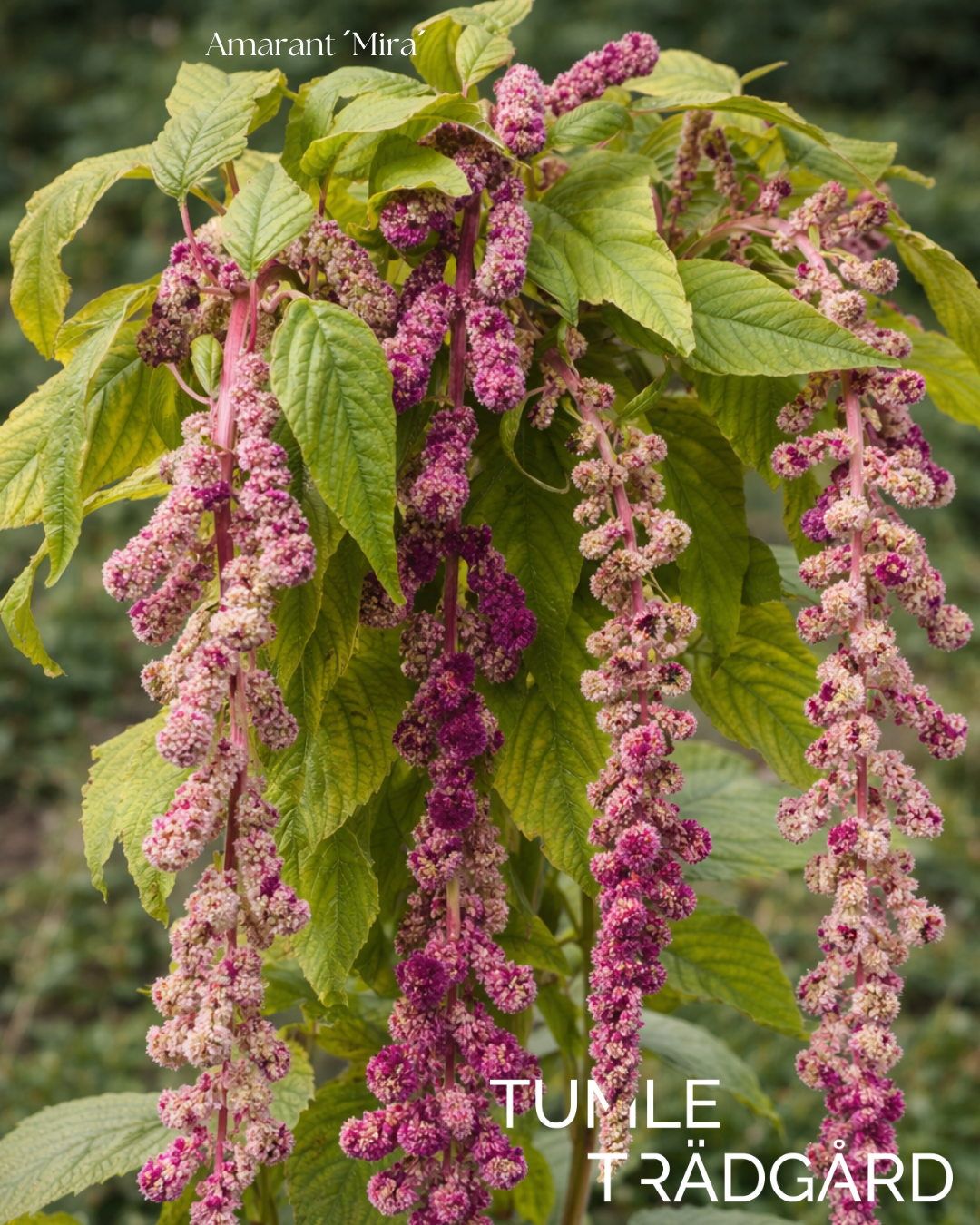 Amarant Frö ´Mira´