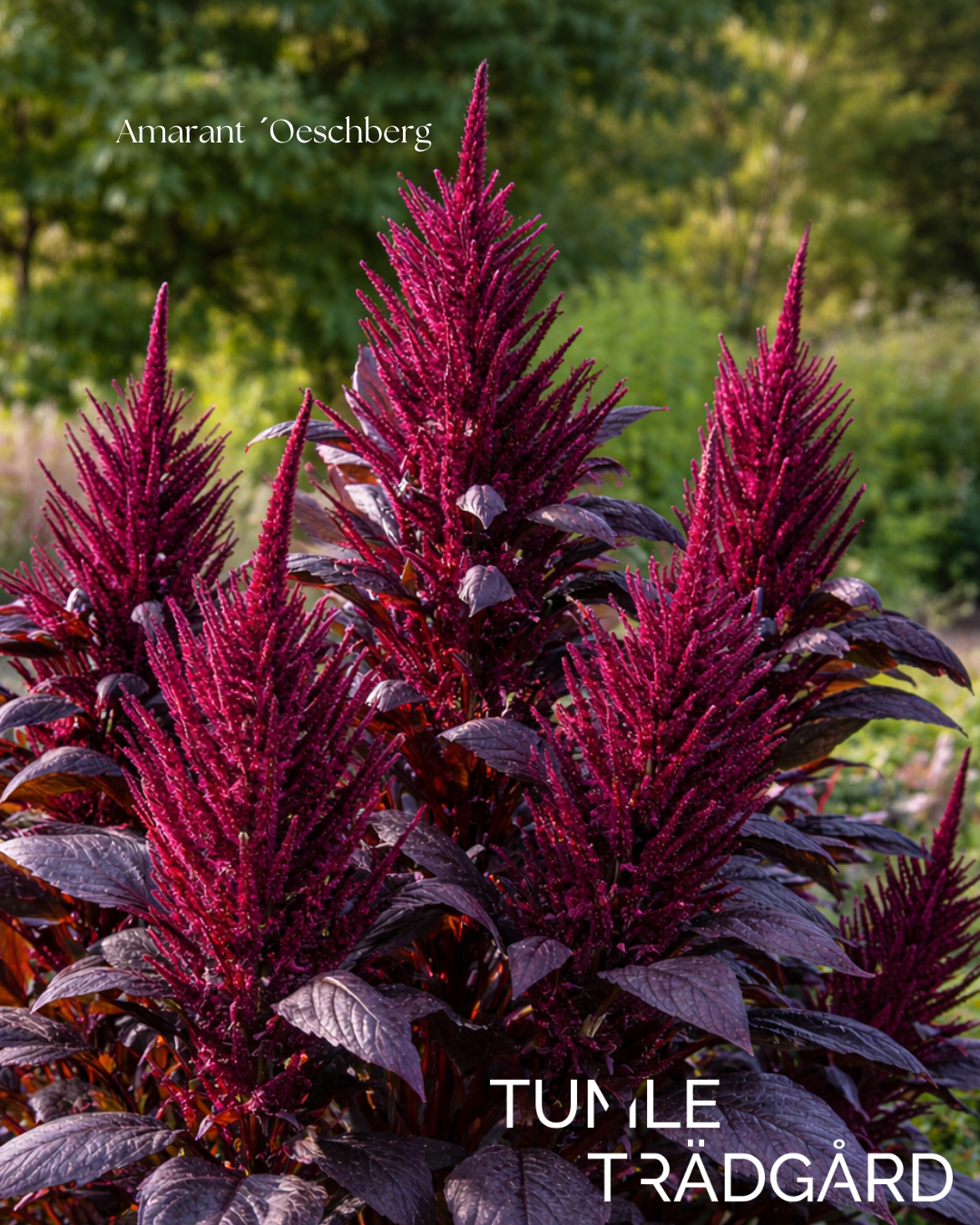 Amarant Frö ´Oeschberg´ NYHET!