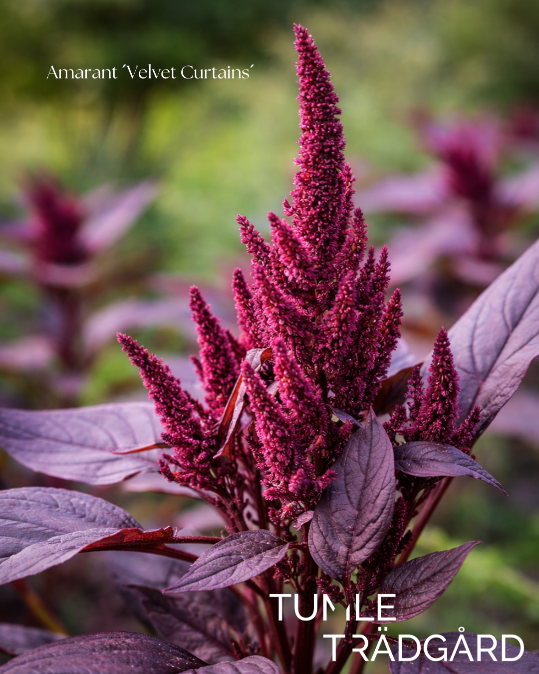 Amarant Frö ´Velvet Curtains´