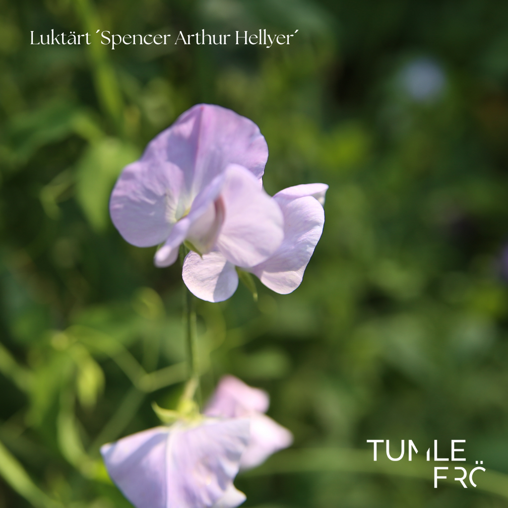 Luktärt Frö ´Spencer Arthur Hellyer´