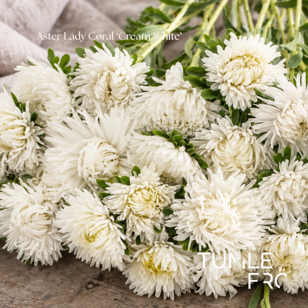 Aster Frö Lady Coral ‘Cream White’
