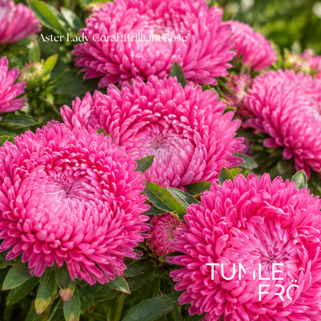 Aster Frö Lady Coral ‘Brilliant Rose’