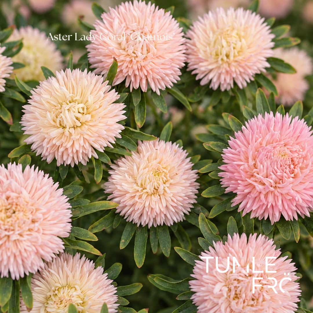 Aster Frö Lady Coral ‘Chamois’
