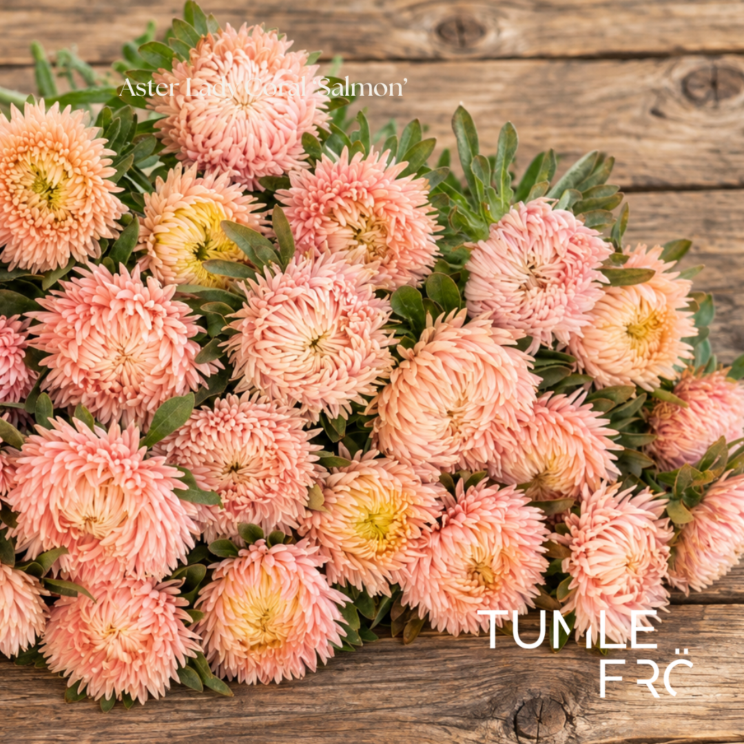 Aster Frö Lady Coral ‘Salmon’