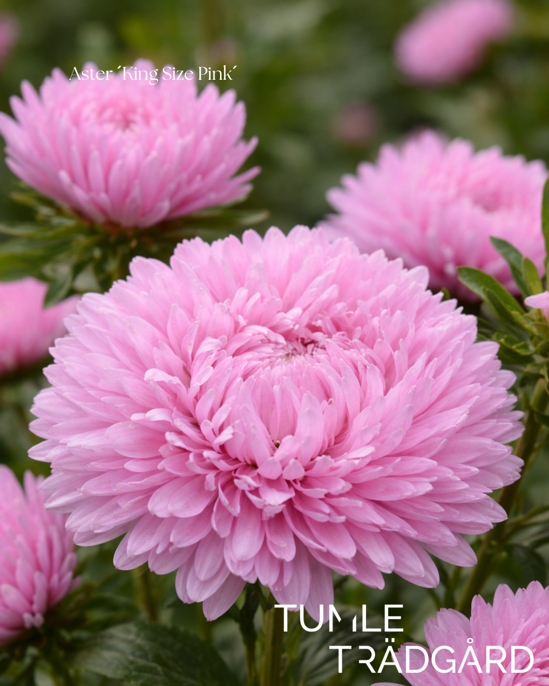 Aster Frö ´King Size Pink´