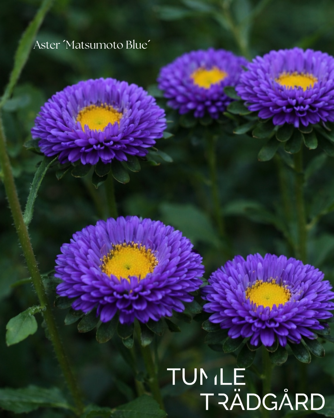 Aster Frö ´Matsumoto Blue´ NYHET!